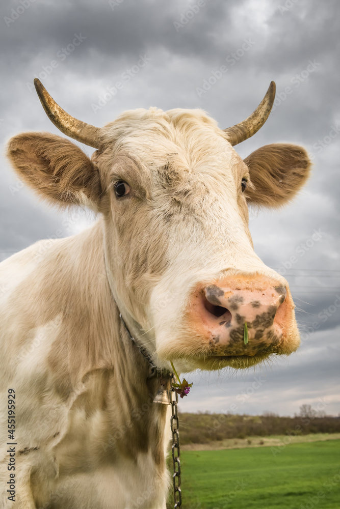 Beautiful white cow looks into camera close-up. Beautiful white cow looks into camera close-up.