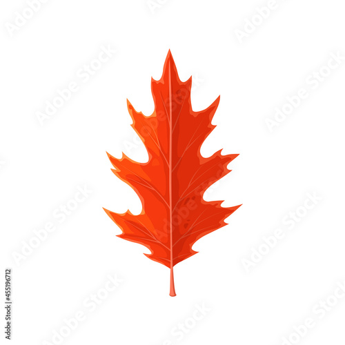 Oak leaf red, autumn and fall trees foliage, vector isolated icon. Forest autumn leaves of red oak, dry plants branch, holidays and fall season nature, flora and herbarium