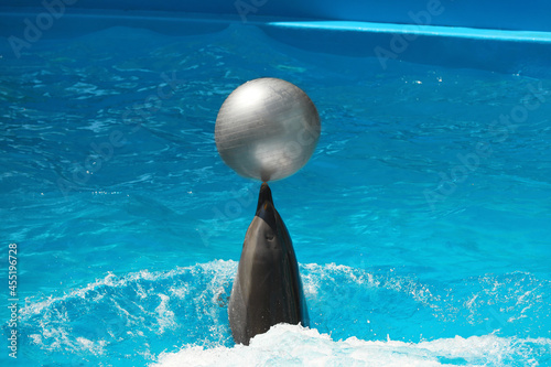 Cute dolphin playing with ball in pool at marine mammal park