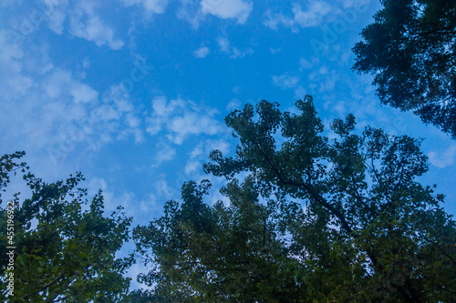 夏の終わりの青空と雲、深い緑色の樹木