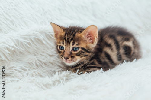 Cute dark grey charcoal bengal kitten sitting on a furry white blanket. © Smile