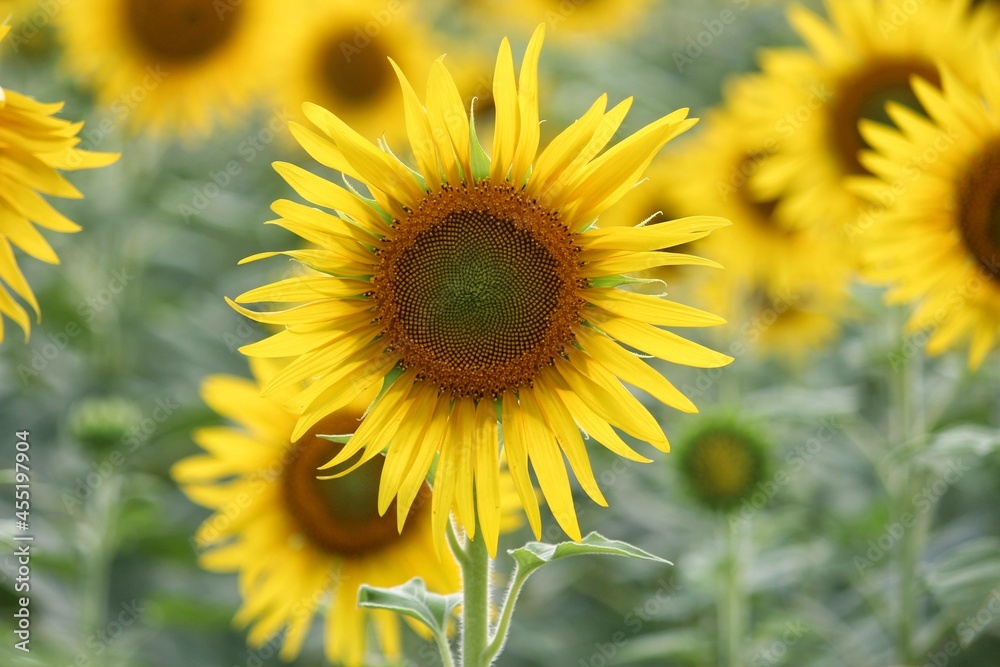 Sunflower in a field