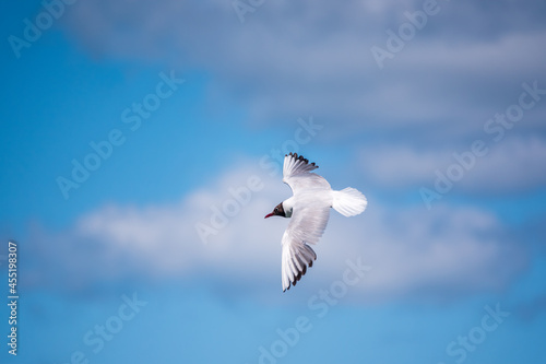 Black-headed gull of the summer feather which flies over the blue sky