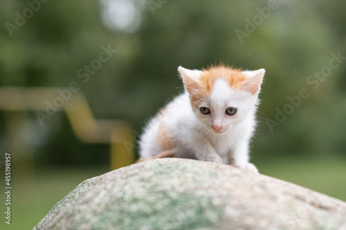 Portrait of a small white-red kitten in the park, close-up. 