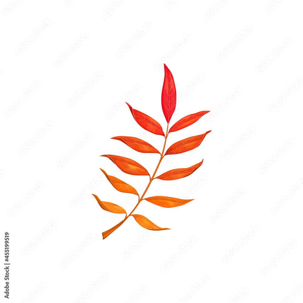 Fototapeta premium Autumn rowan leaf vector icon, cartoon fallen foliage, red tree leaf, natural design element, isolated botanical object on white background, sign or symbol
