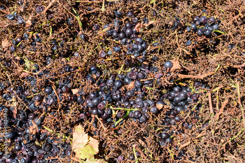 Grape pomace - the solid remains of grapes after pressing for juice and contains skins, stems and seeds. Close up