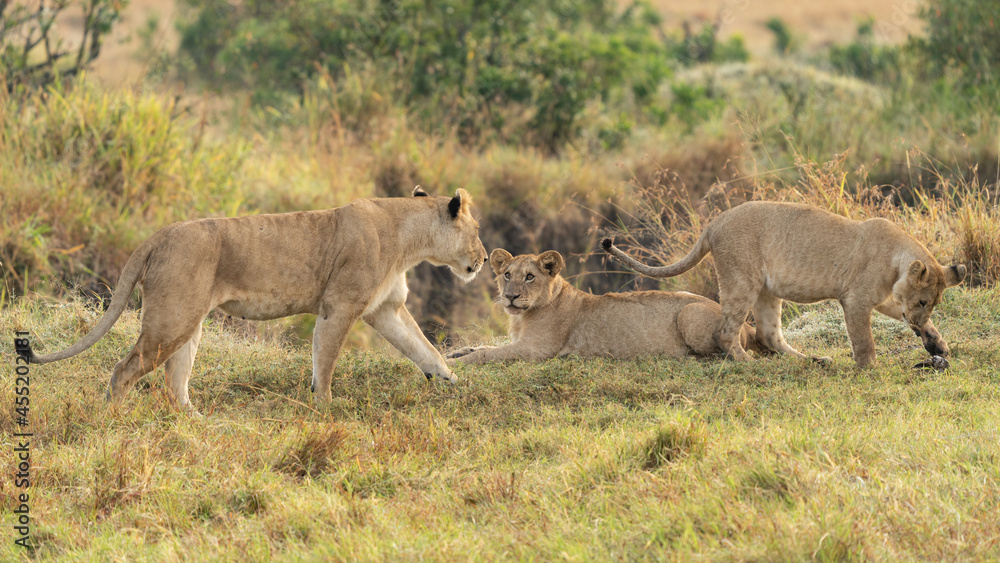 Big lion lying on savannah grass. Landscape with characteristic trees on the plain and hills in the background