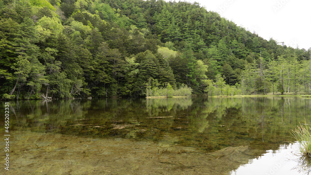 lake in the forest