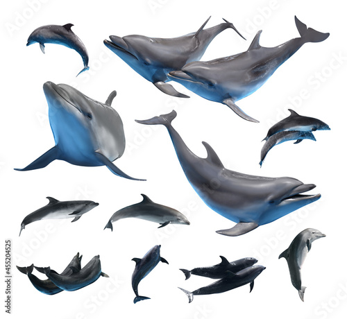 Stampa su tela Beautiful grey bottlenose dolphins on white background, collage