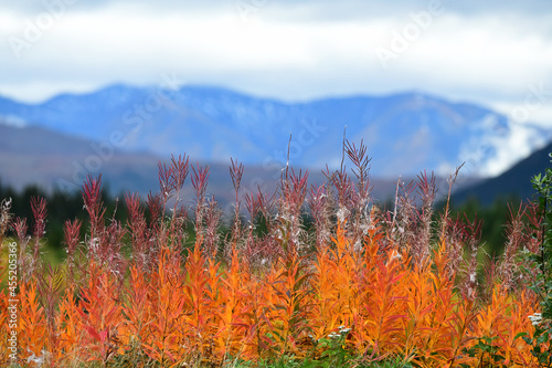 Fireweed s orange leaves add to the fall colors of an Alaska landscape.