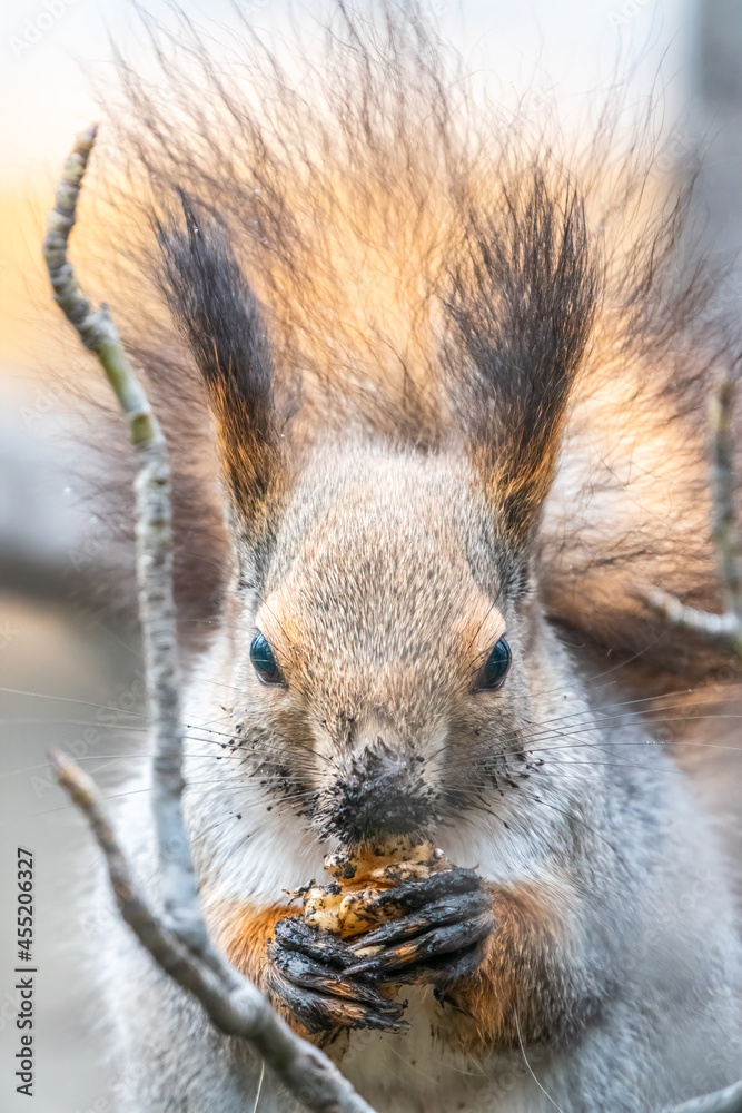The squirrel with nut sits on tree in the winter or autumn. Eurasian red squirrel, Sciurus vulgaris. The squirrel with nut sits on tree in the winter or autumn. Eurasian red squirrel, Sciurus vulgaris.