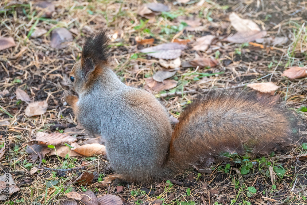 Autumn squirrel with nut on green grass with fallen yellow leaves Autumn squirrel with nut on green grass with fallen yellow leaves