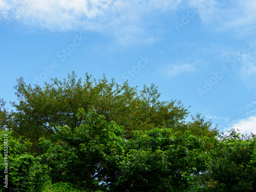 新緑の桜の木と青空の背景素材