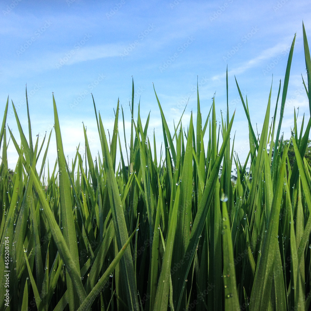 Beautiful rice field scene, on Ubud Bali Indonesia Beautiful rice field scene, on Ubud Bali Indonesia