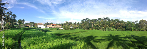 Beautiful rice field scene, on Ubud Bali Indonesia