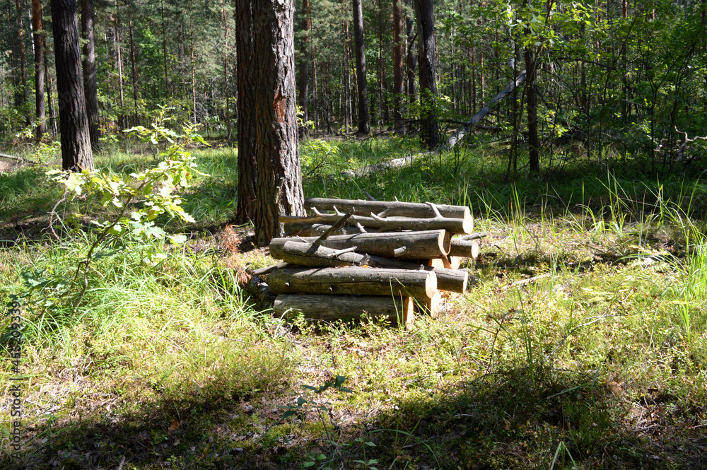 Harvesting firewood in the forest Harvesting firewood in the forest