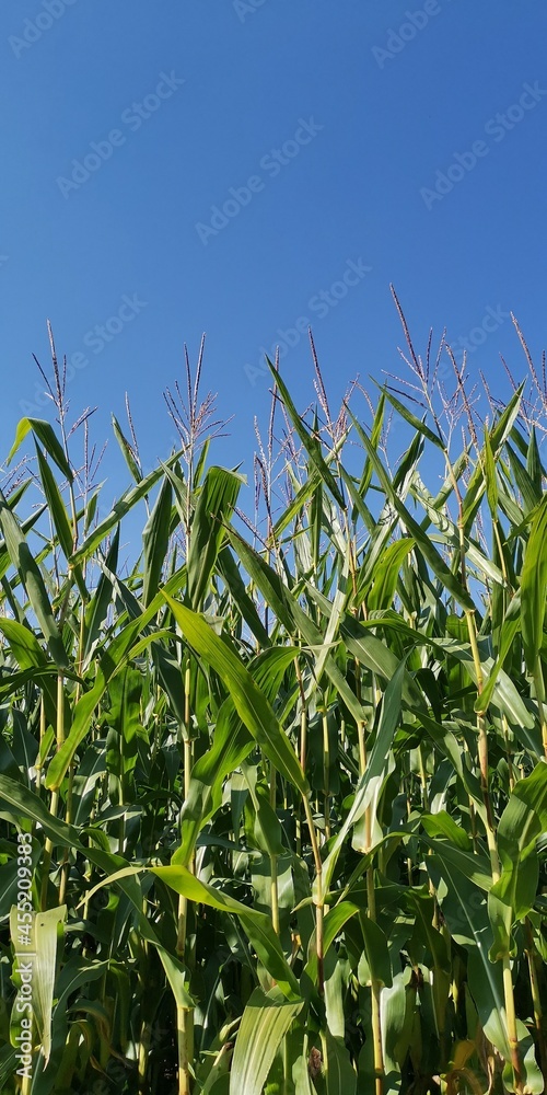 Fototapeta premium green field