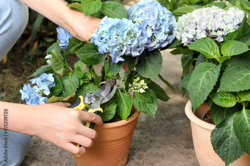 Foto Woman pruning hortensia plant with shears outdoors, closeup