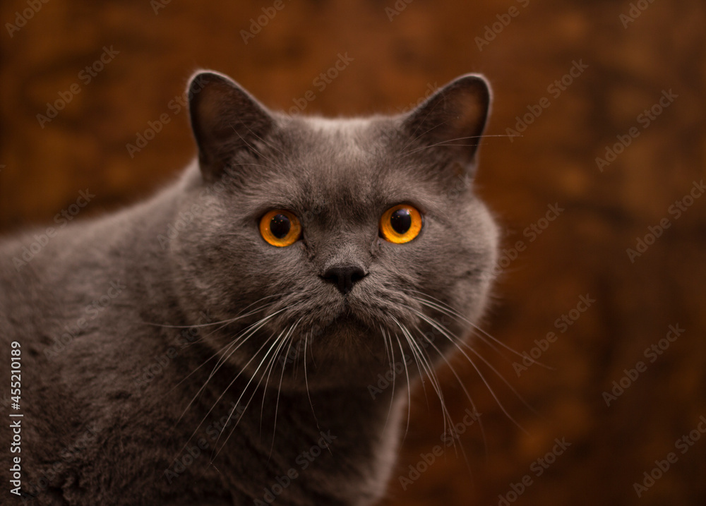 Closeup photo of gray British cat with bright yellow amber eyes on brown background. Cat looks at camera. Domestic animal portrait close up. Pet care concept. Apartment room.