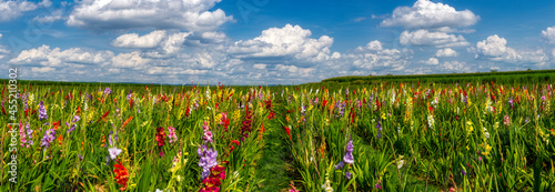 Ein Feld voller blühender Gladiolen zum Selbstpflücken