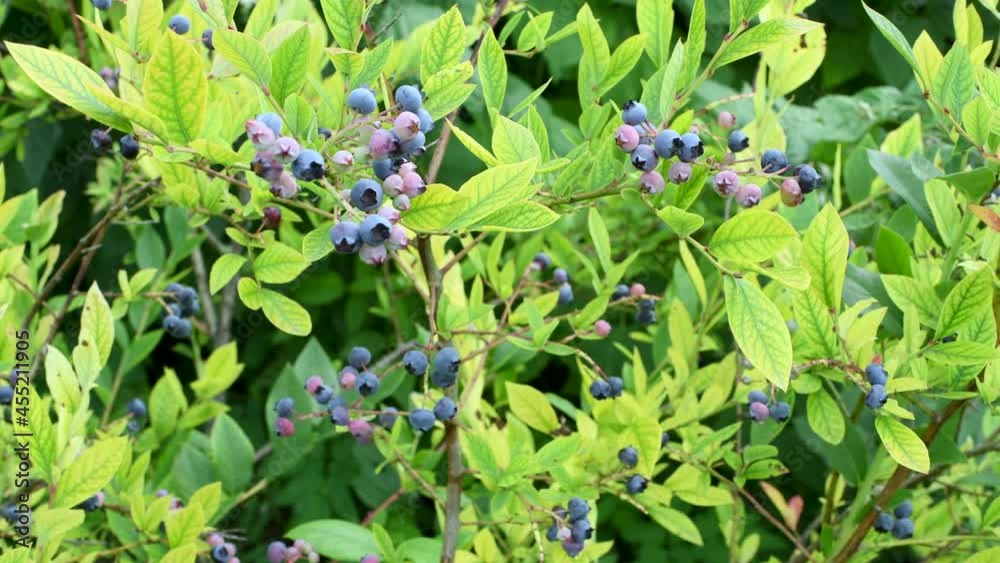 Man hands pick up blueberries from bush during late summer sunny day Man hands pick up blueberries from bush during late summer sunny day