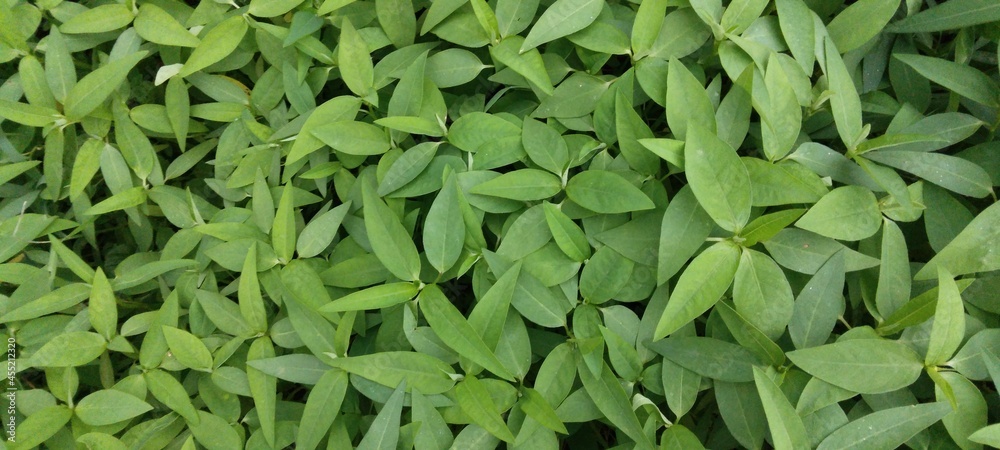 Obraz premium Morning Glory