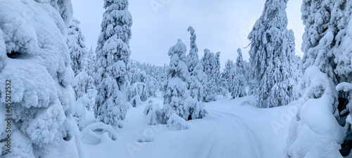 Scenic snow-covered forest panorama of real cold winter at North Karelia