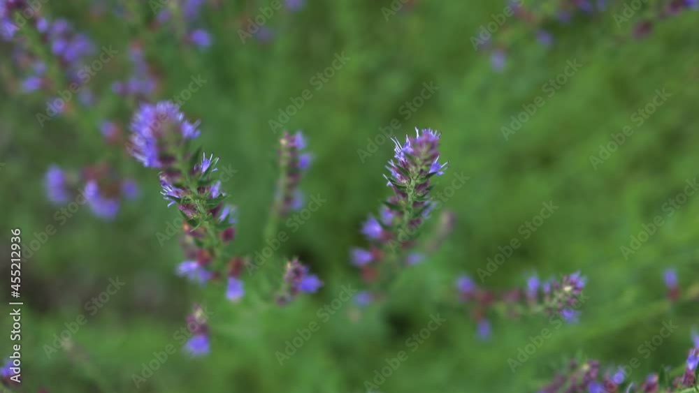 top view of flowers of lavender swaying moving in a wind breeze. bushes of blooming lavandula lamiaceae labiatae in summer spring sunlight top view of flowers of lavender swaying moving in a wind breeze. bushes of blooming lavandula lamiaceae labiatae in summer spring sunlight