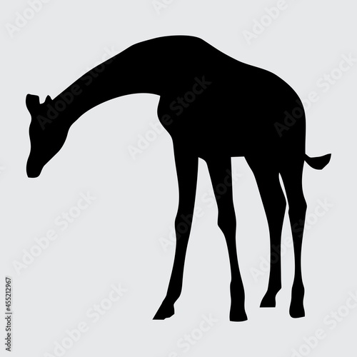 Giraffe Silhouette  Giraffe Isolated On White Background