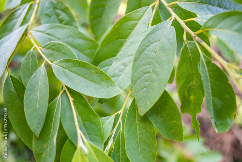 Chinese herbal medicine Litsea cubeba leaves
