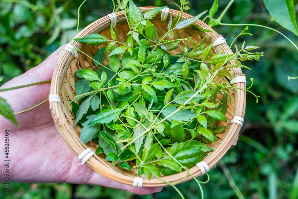Obraz premium Wild rattan tea collected in the forest