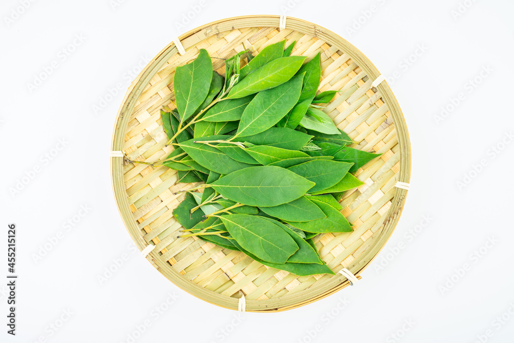 Cotyledon of Chinese herbal medicine Cotyledon of Chinese herbal medicine