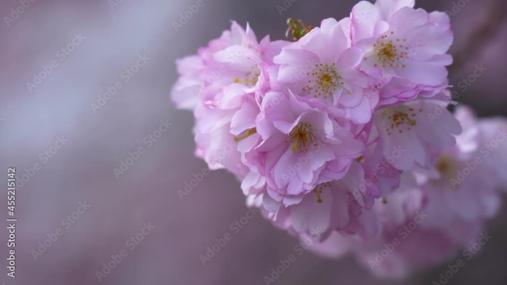 Close-up pink double cherry blossoms flowers in full bloom. Close-up pink double cherry blossoms flowers in full bloom.