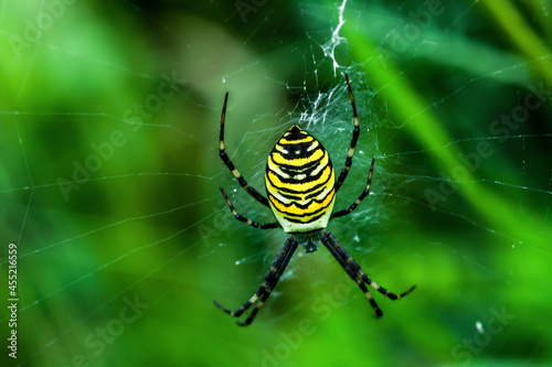 Wasp spider on cobweb in summer field. Striped Argiope bruennichi on web
