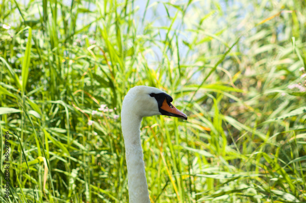 Obraz premium White swan head side closeup view with yarn on background of