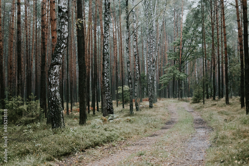 fog in forest