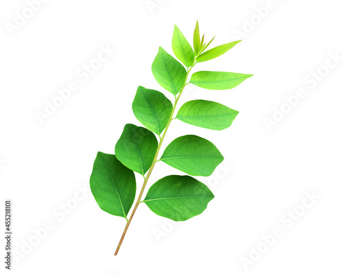 Isolated star gooseberry or Phyllanthus acidus leaves with clipping paths. photo