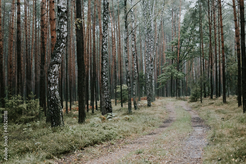 Obraz na płótnie fog in forest w salonie