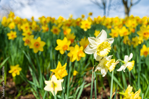 Fototapeta Naklejka Na Ścianę i Meble -  A patch of daffodil flowers blooming in the spring