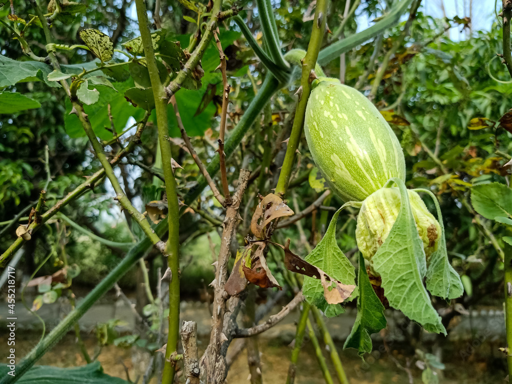 Small raw pumpkin hanging with branch in the garden. Pumpkin farming in Pakistan. Small raw pumpkin hanging with branch in the garden. Pumpkin farming in Pakistan.