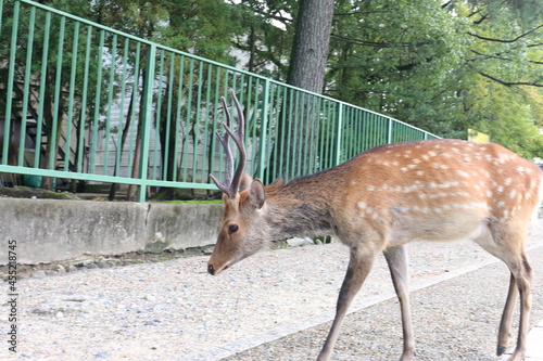 カメラを向けられて目をそらす奈良公園の鹿 photo