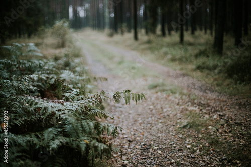 Obraz na płótnie fog in forest w salonie