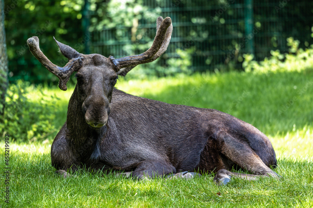 European Moose, Alces alces, also known as the elk European Moose, Alces alces, also known as the elk
