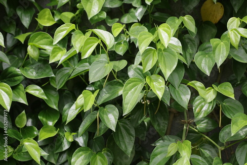 Wallpaper Mural green leaves background Torontodigital.ca