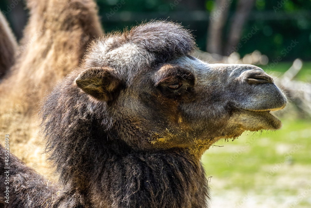 Bactrian camel, Camelus bactrianus in a german park Bactrian camel, Camelus bactrianus in a german park