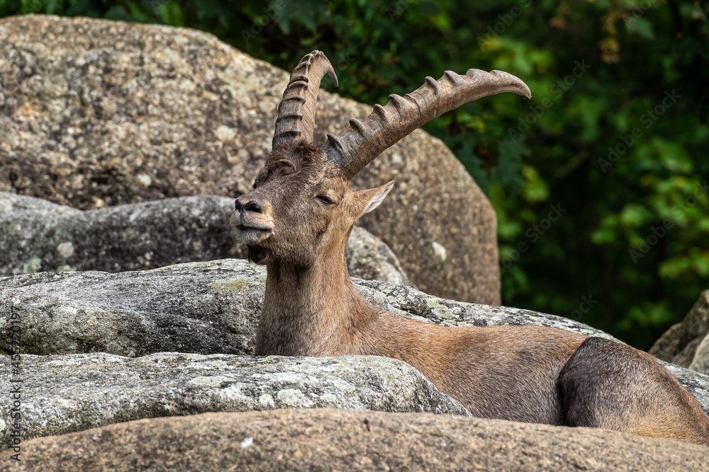 Male mountain ibex or capra ibex on a rock Male mountain ibex or capra ibex on a rock