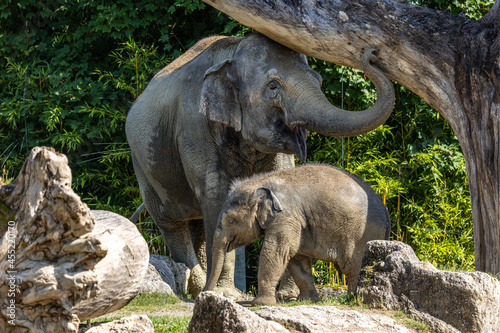 The Asian elephant  Elephas maximus also called Asiatic elephant