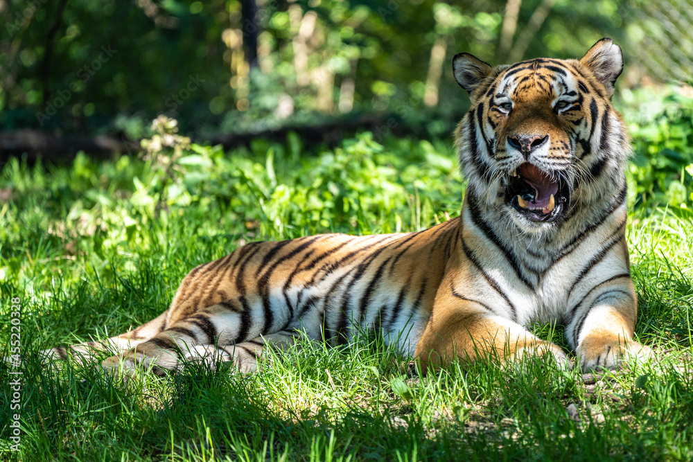 The Siberian tiger,Panthera tigris altaica in a park The Siberian tiger,Panthera tigris altaica in a park