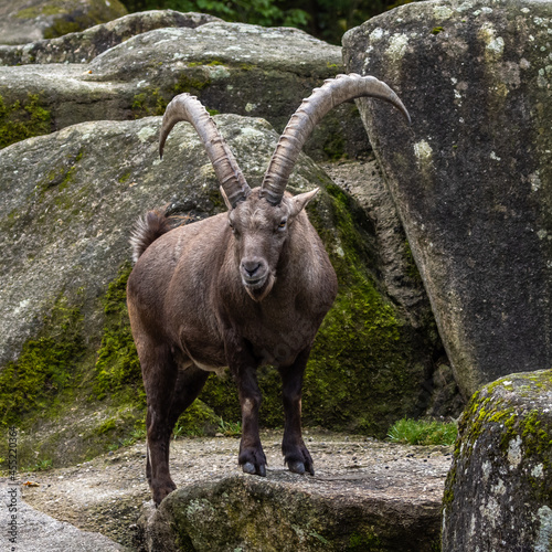 Male mountain ibex or capra ibex on a rock