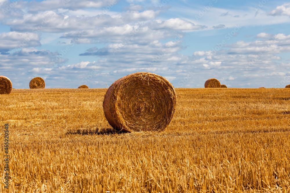 stacks of wheat straw were left after the wheat harvest
